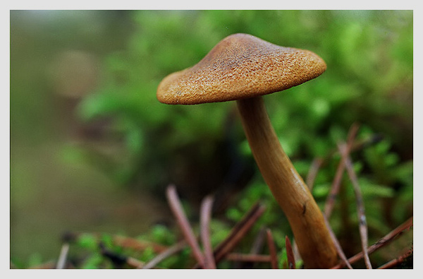 grzyb-4.jpg