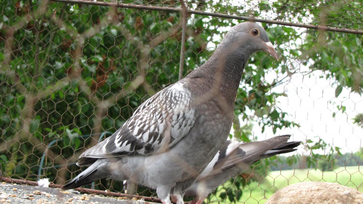 2011-06-12 _ 13_40_03-IMG_0246_1200x675.jpg