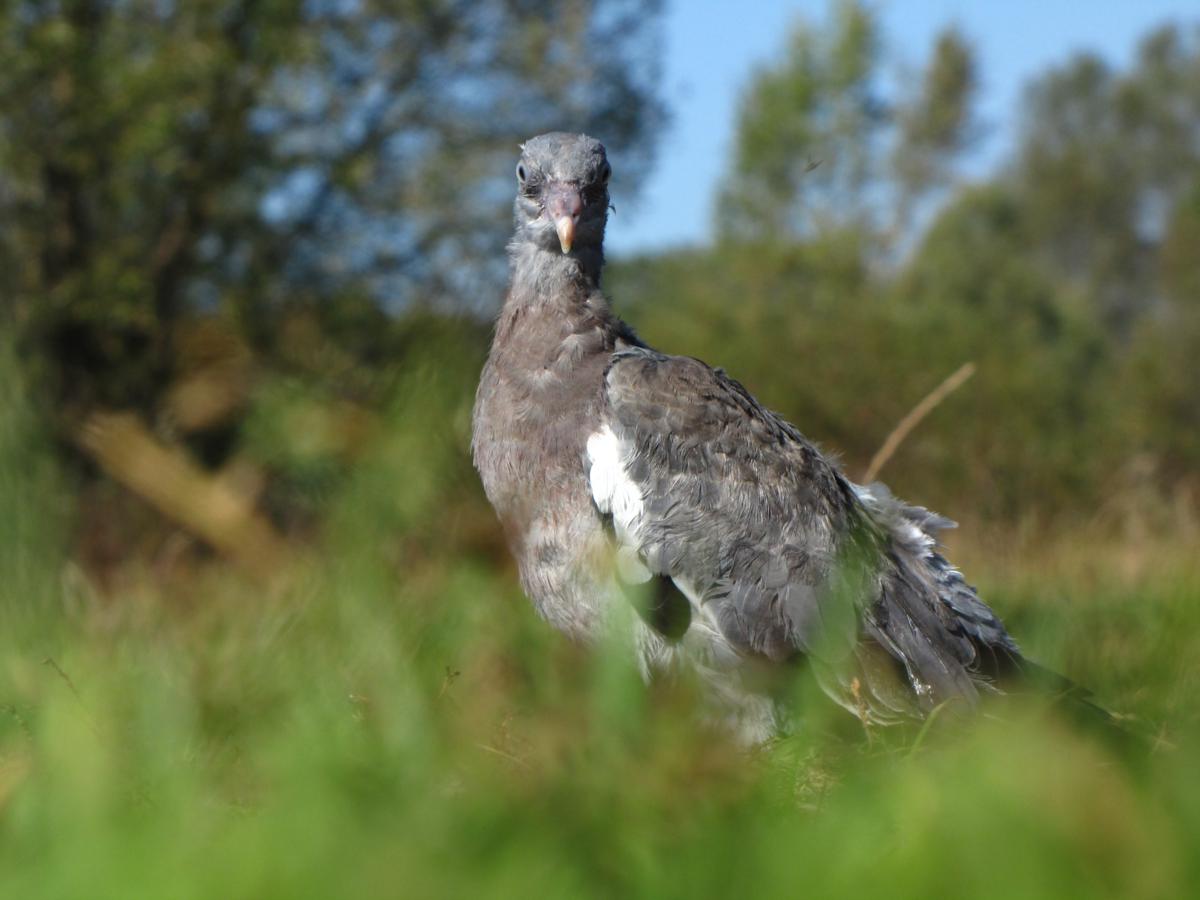 2011-09-30 _ 11_13_42-IMG_1544_1200x900.jpg