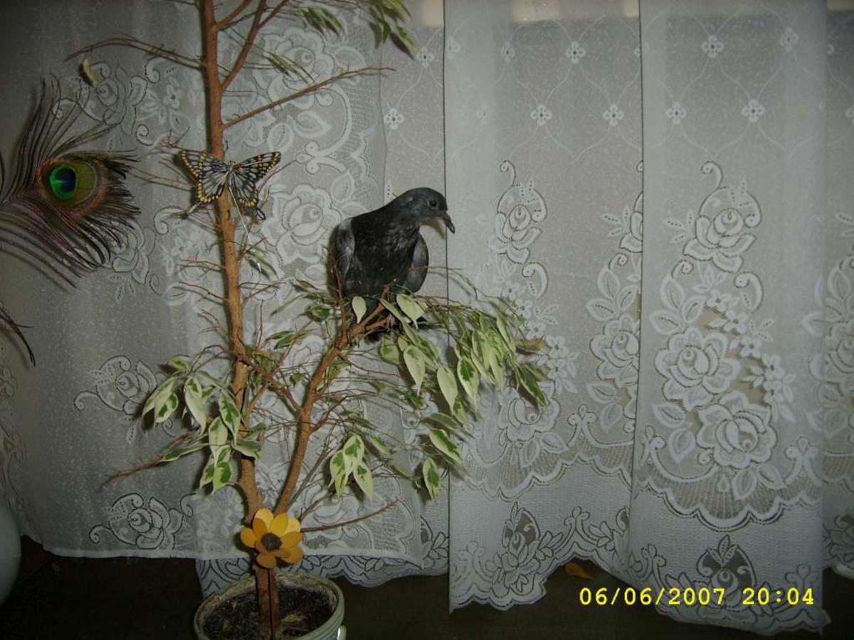 2008-11-03 _ 17_50_05-SSA52976-1024_1200x900.jpg