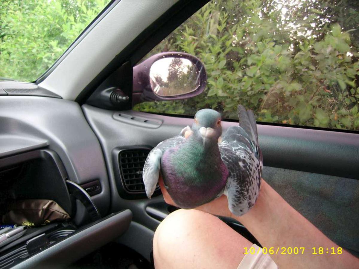 2008-11-03 _ 17_50_08-SSA53111-1024_1200x900.jpg