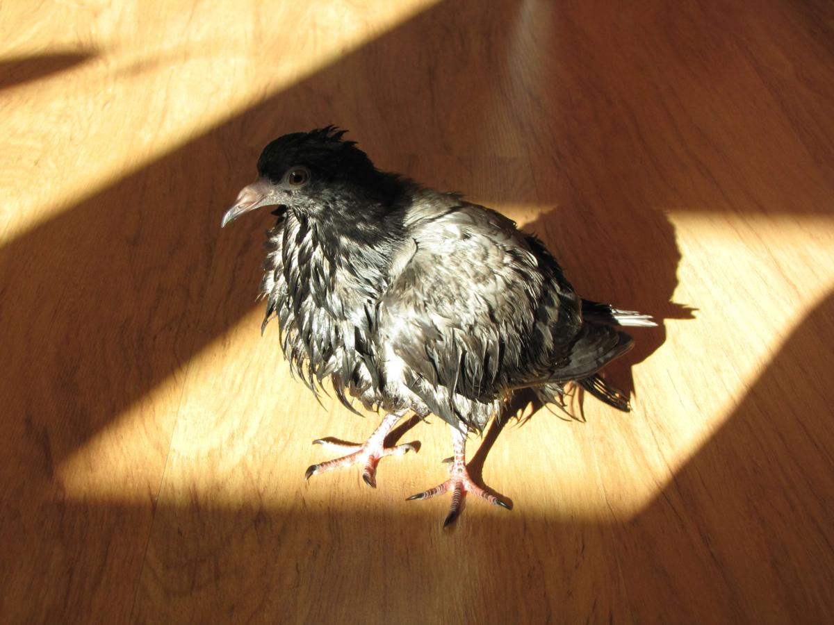 2009-10-30 _ 12_57_56-IMG_0273_1200x900.jpg