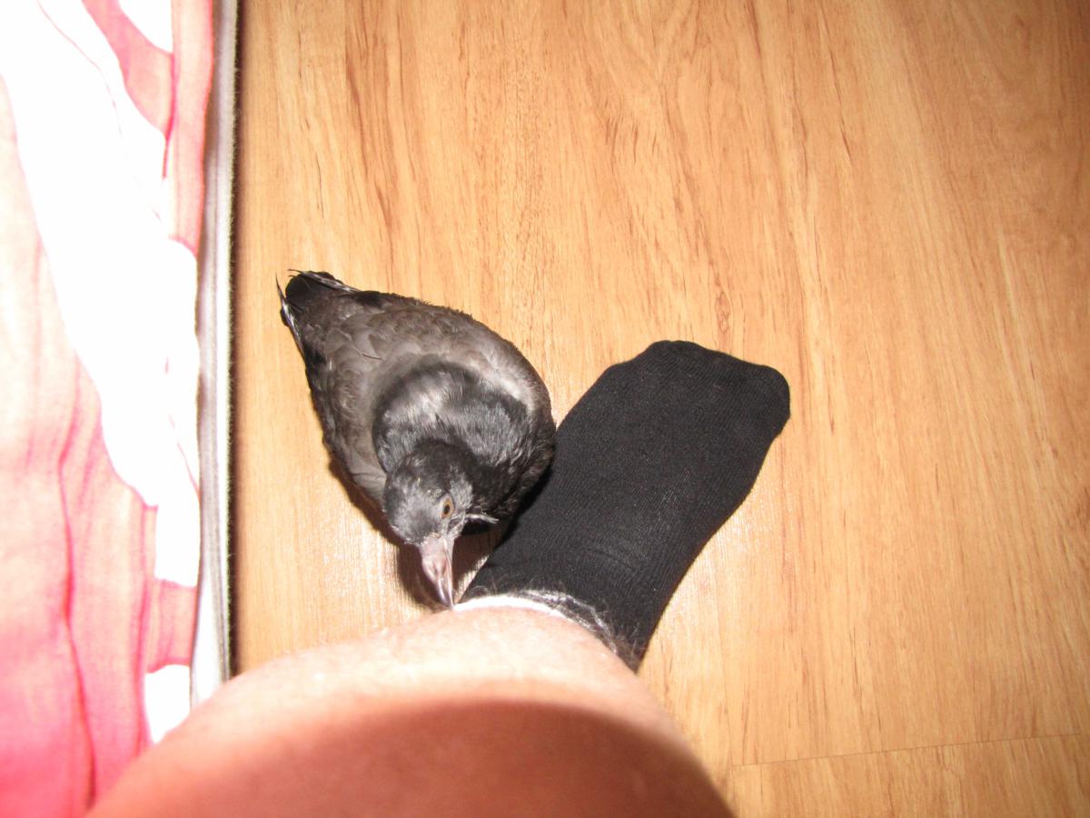 2009-10-16 _ 13_06_34-IMG_0552_1200x900.jpg