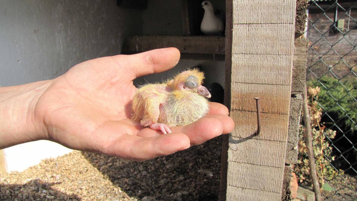 2010-03-26 _ 13_29_45-IMG_1307_1200x675.jpg