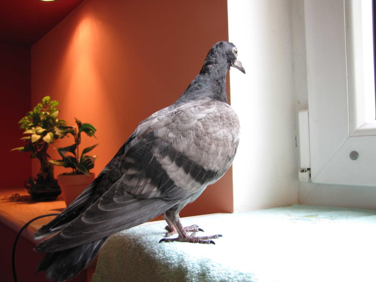 2009-10-16 _ 13_07_03-IMG_0582_1200x900.jpg