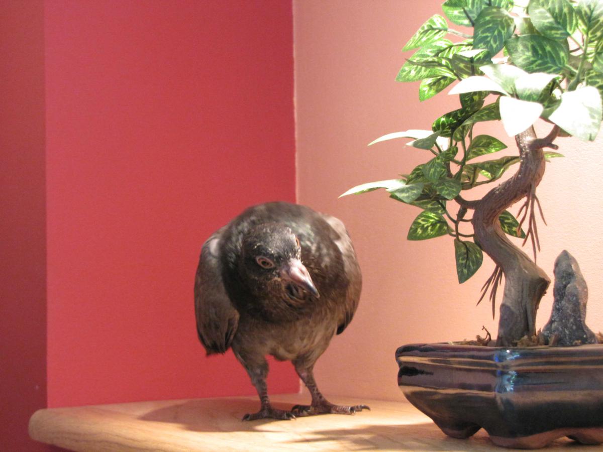 2009-10-16 _ 13_06_53-IMG_0570_1200x900.jpg