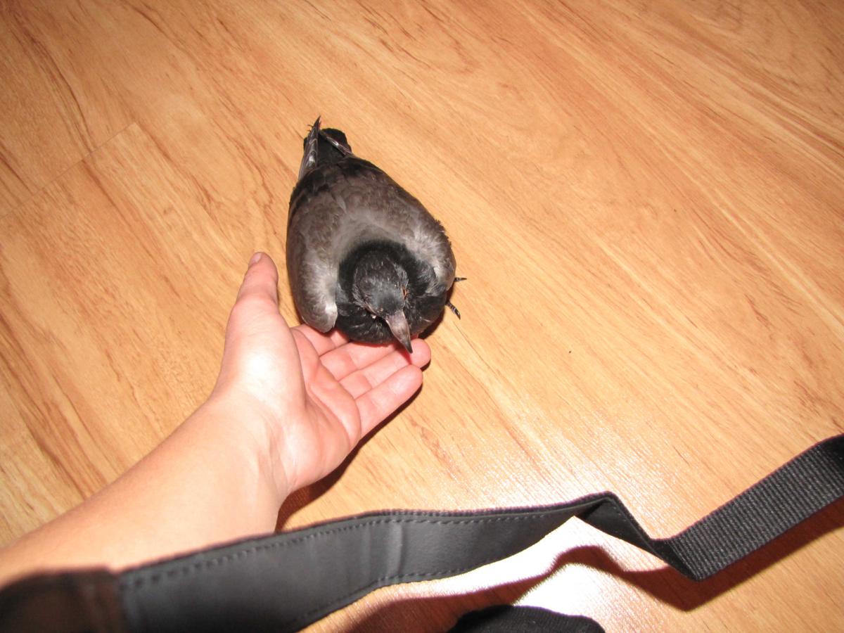 2009-10-16 _ 13_06_07-IMG_0536_1200x900.jpg