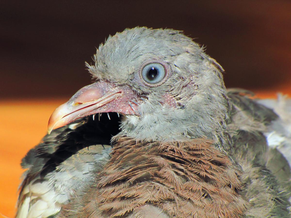 2011-09-22 _ 12_58_29-IMG_13841_1200x900.jpg