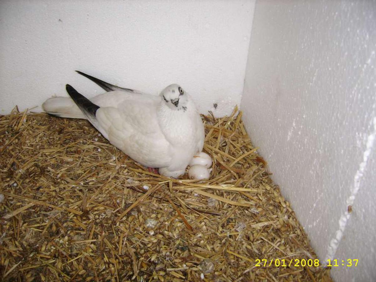 2008-11-03 _ 17_50_45-SSA55963-1024_1200x900.jpg