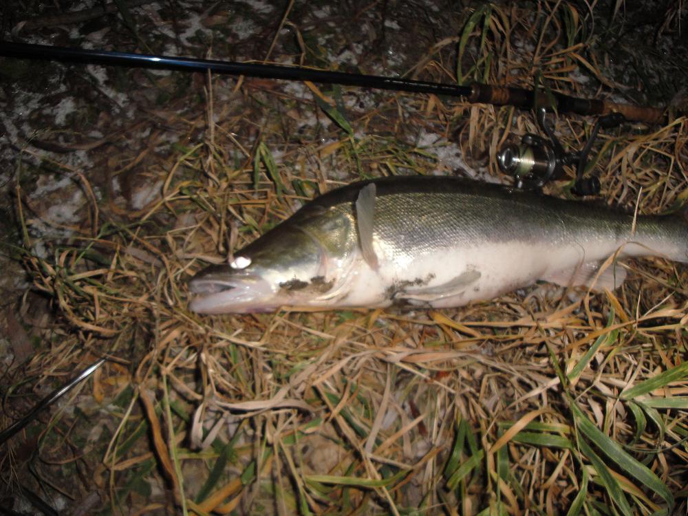 Sandacz 77cm 6.XII.2012 002.jpg