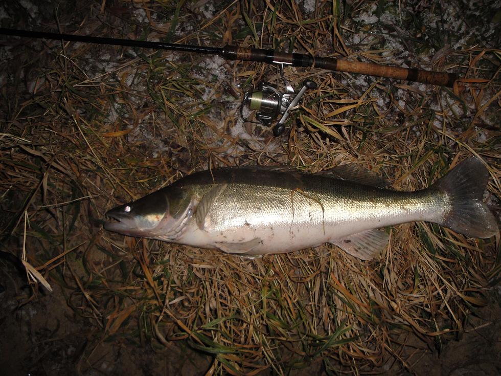 Sandacz 77cm 6.XII.2012 003.jpg