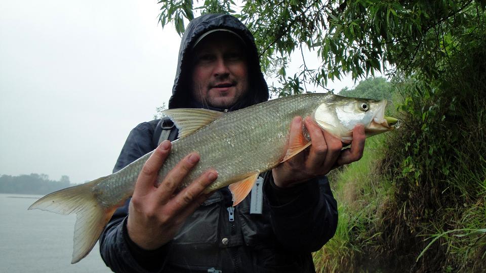 1.06.2012 Boleń .jpg