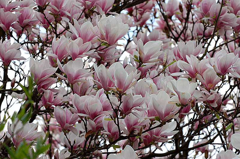magnolia6.jpg