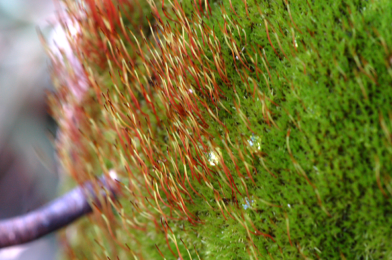 DSC_8098m.jpg