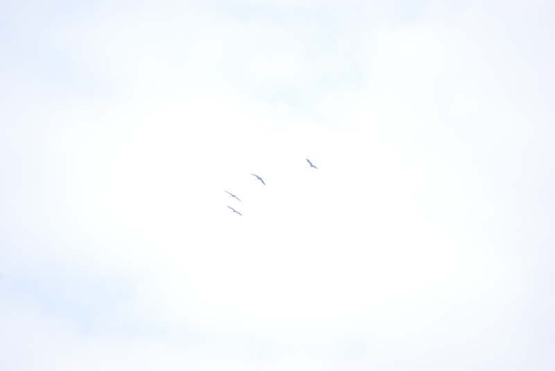 DSC_2416.JPG