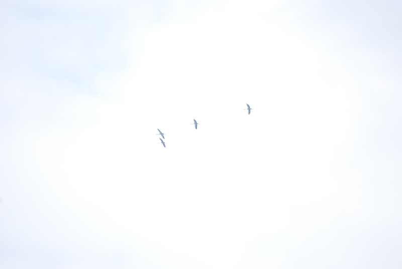 DSC_2415.JPG