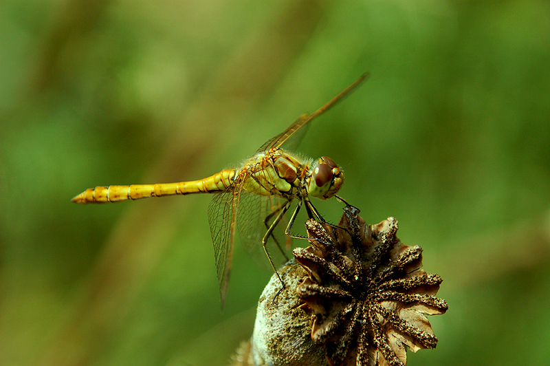 DSC_6746mp.jpg