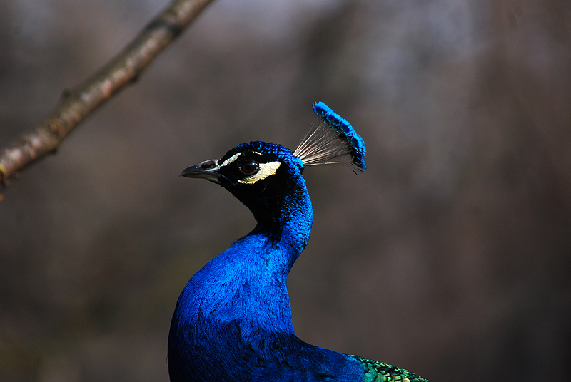 DSC_0128m.jpg
