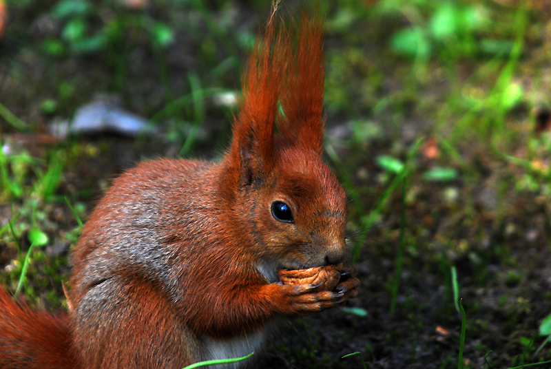 DSC_0155m.jpg