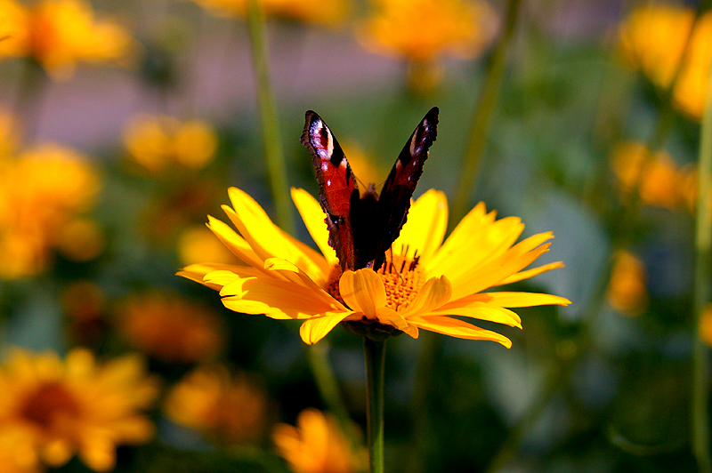 DSC_6777mp.jpg