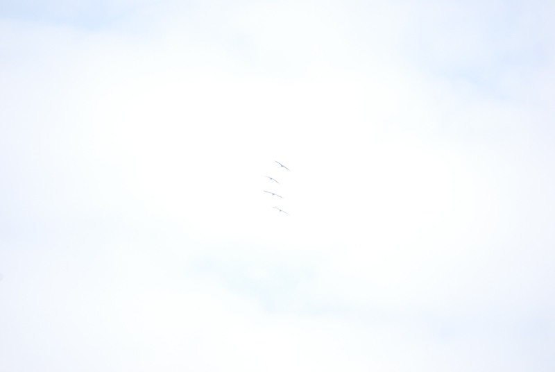DSC_2417.JPG
