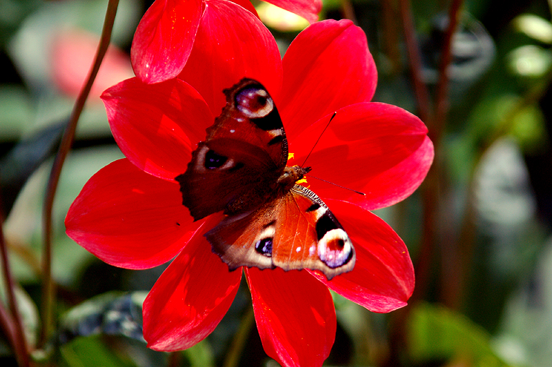 DSC_6707mp.jpg