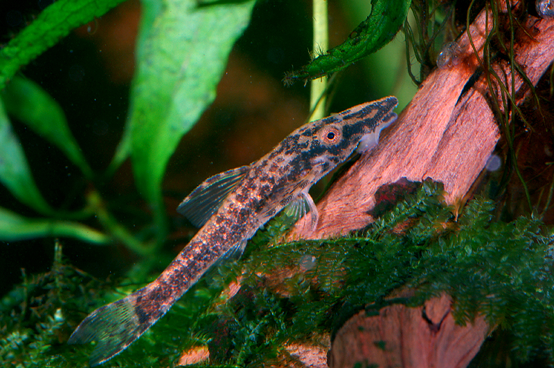 DSC_7870p.jpg