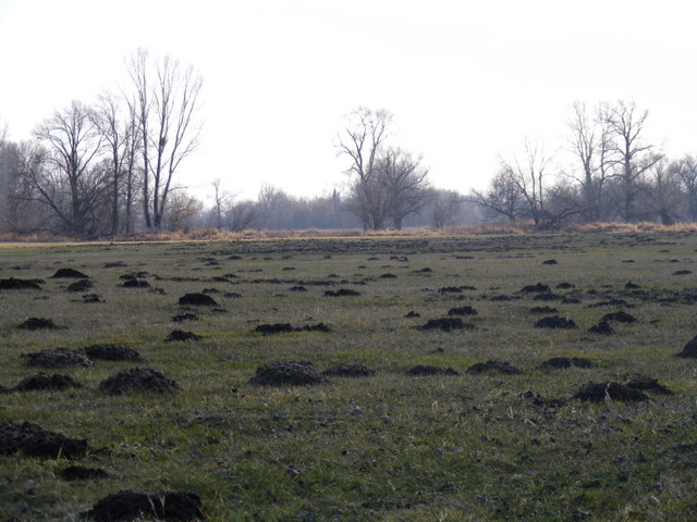 krety nie próżnują.JPG