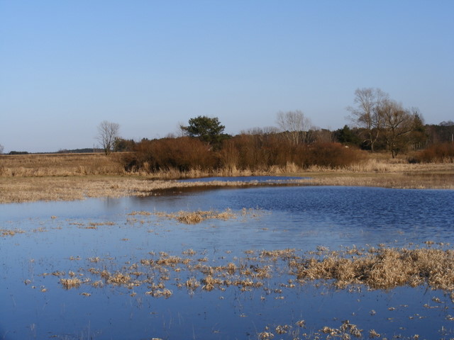 Łasica wylewa na łąki.JPG