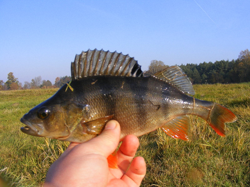 DSCF3660 - Kopia.JPG