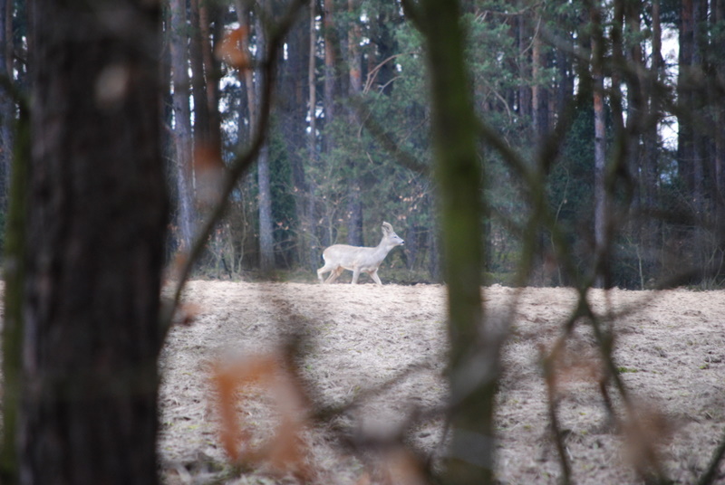 DSC_0216.JPG