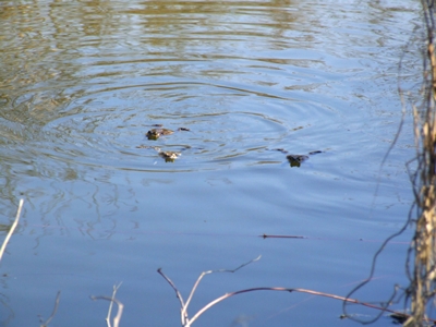 DSCF1096.JPG