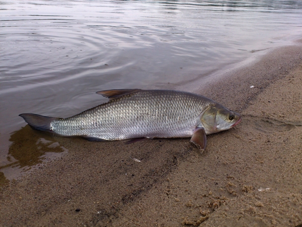 Krystian Dziedziński 2.JPG