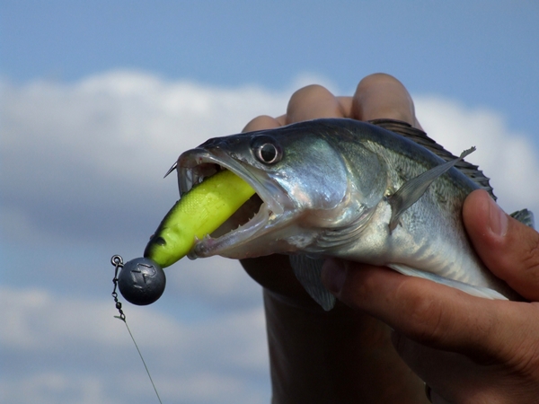 Krystian Dziedziński 4.JPG