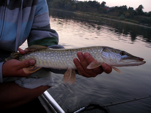 DSC_0248.JPG