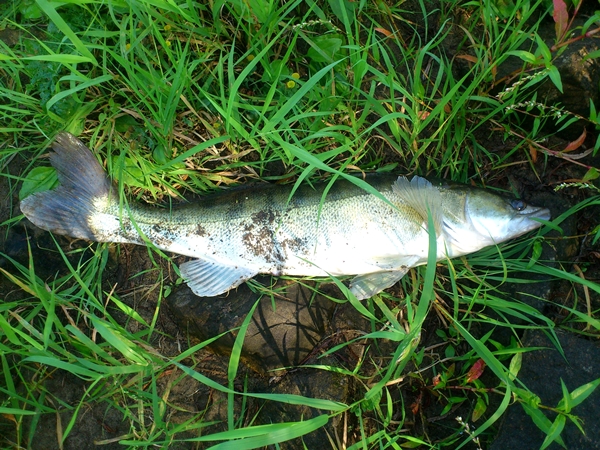 DSC_0063.JPG