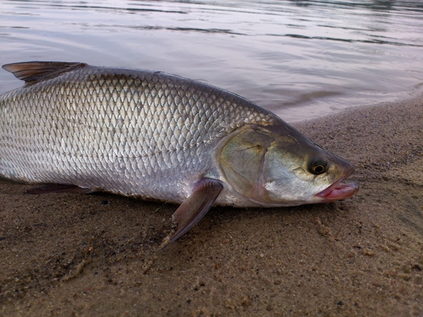 Krystian Dziedziński 3.JPG