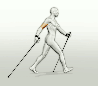 nordicwalkeranim.gif