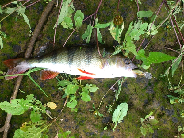DSC_0032.JPG