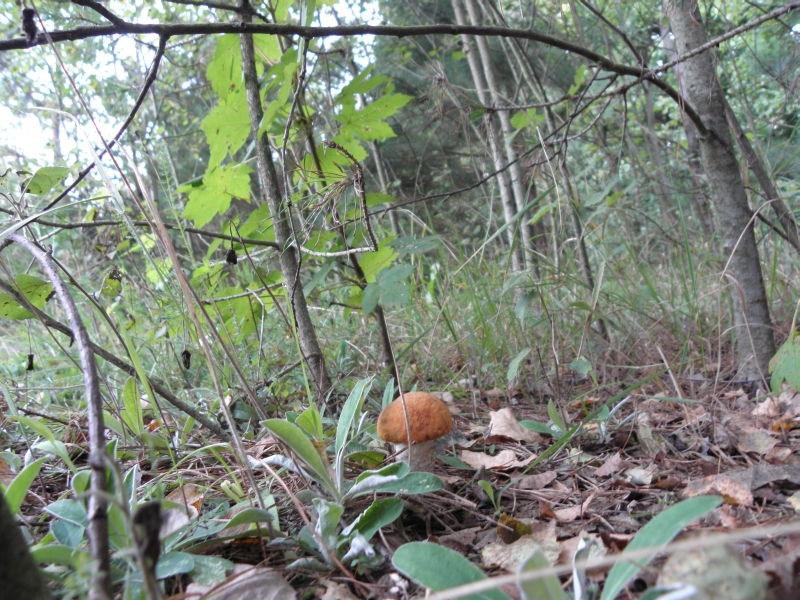 P8060001.JPG