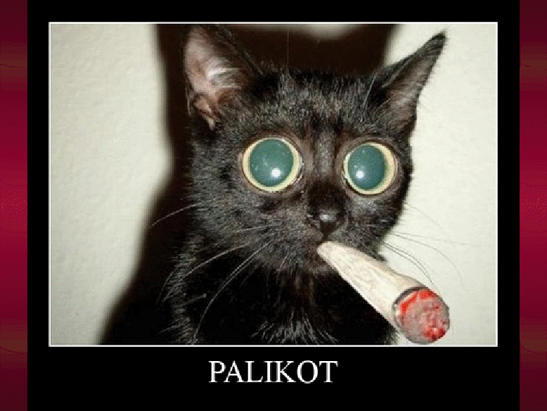 palikot.png
