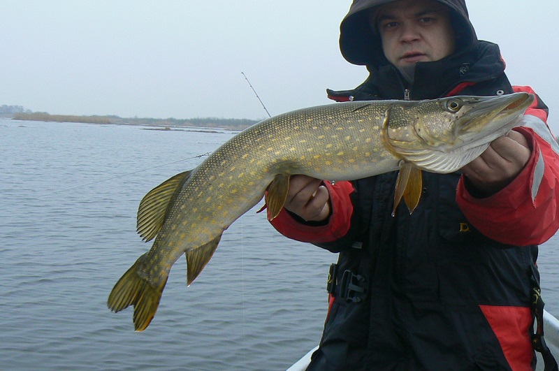 szczupak damiana 1.JPG