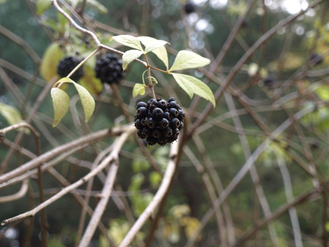 PA304379mini.JPG