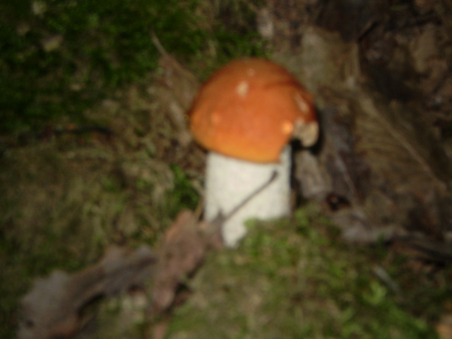 grzyby 003.jpg