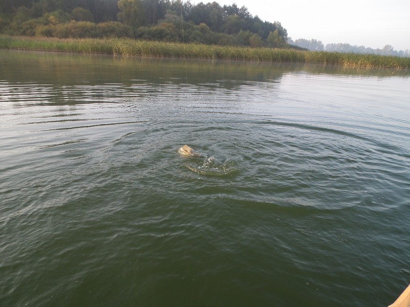 DSCF0010.JPG