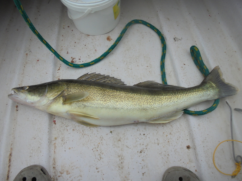 DSC00405 — kopia.JPG