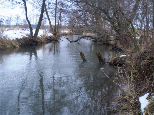 pstrąg-1.jpg