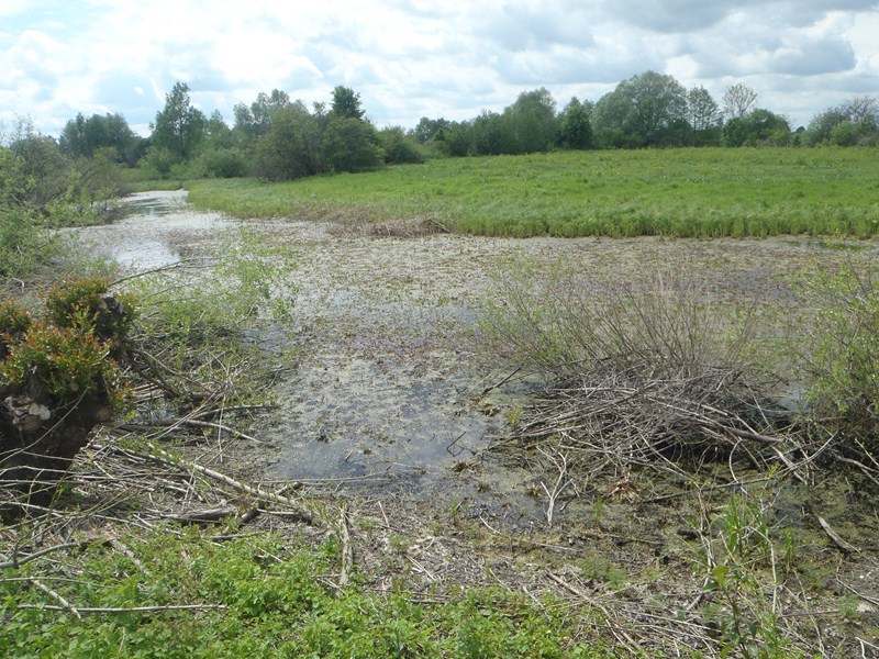 P5160206 [800x600].JPG