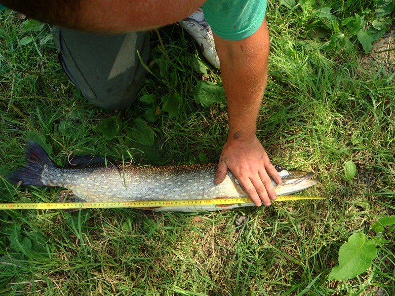 P7220354 [800x600].JPG