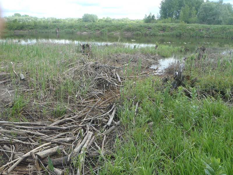 P5160213 [800x600].JPG